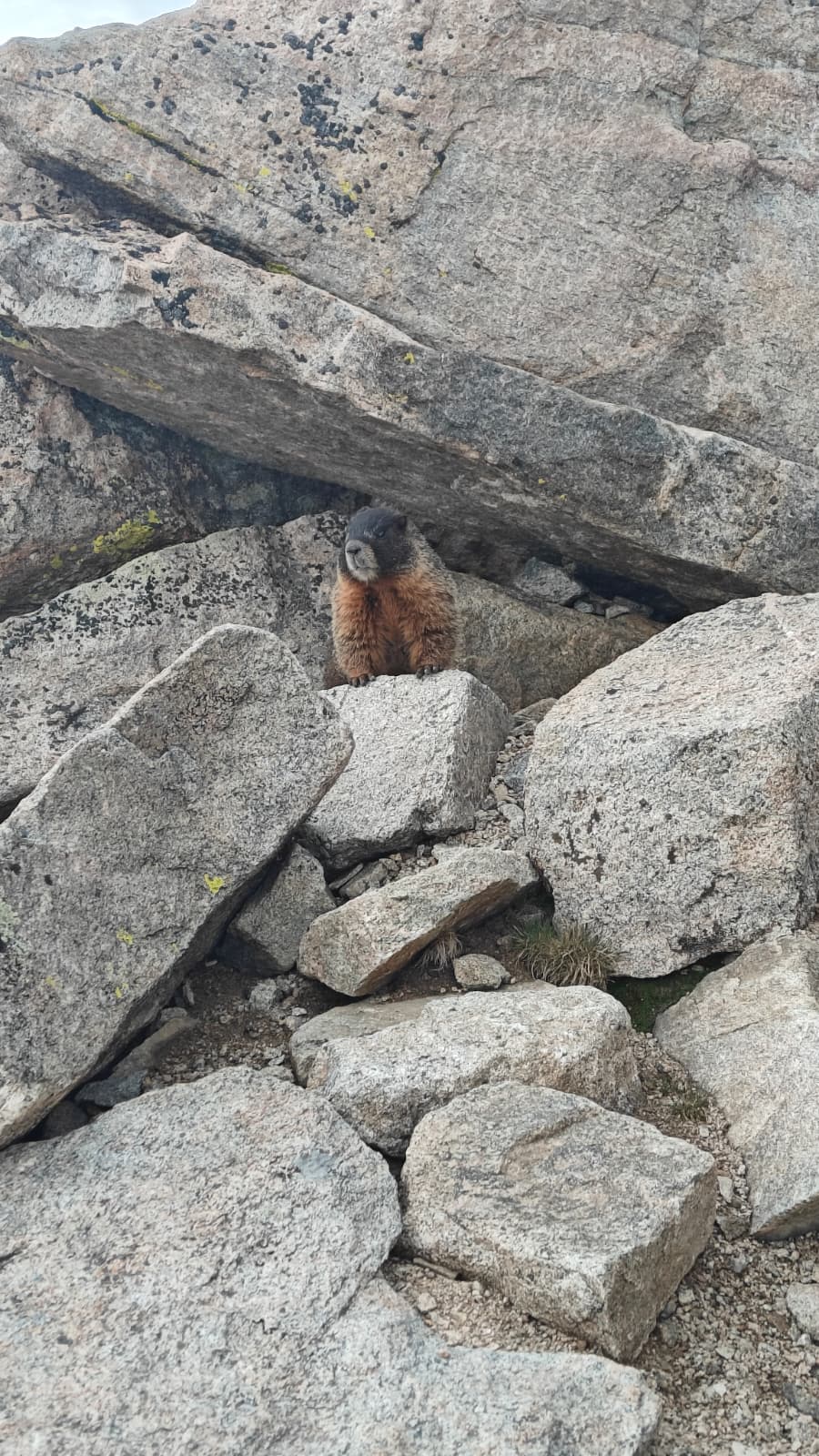 Mountains, Blue Sky, and Marmots